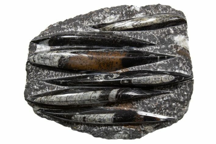 Polished Fossil Orthoceras (Cephalopod) Plate - Morocco #341456